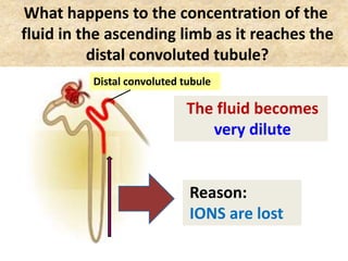 What happens to the concentration of the
fluid in the ascending limb as it reaches the
distal convoluted tubule?
The fluid becomes
very dilute
Distal convoluted tubule
Reason:
IONS are lost
 