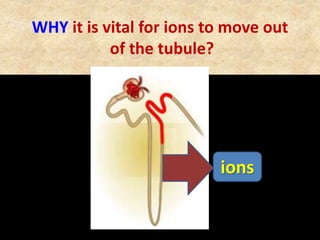 WHY it is vital for ions to move out
of the tubule?
ions
 