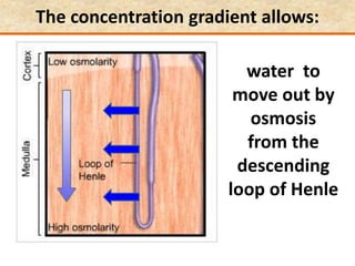 The concentration gradient allows:
water to
move out by
osmosis
from the
descending
loop of Henle
 