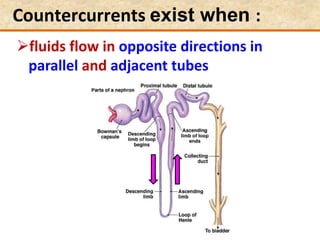 Countercurrents exist when :
fluids flow in opposite directions in
parallel and adjacent tubes
 
