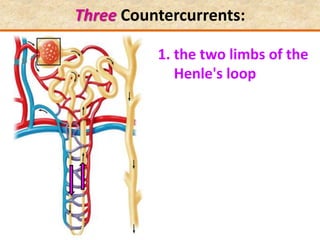 Three Countercurrents:
1. the two limbs of the
Henle's loop
 