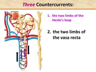 Three Countercurrents:
1. the two limbs of the
Henle's loop
2. the two limbs of
the vasa recta
 