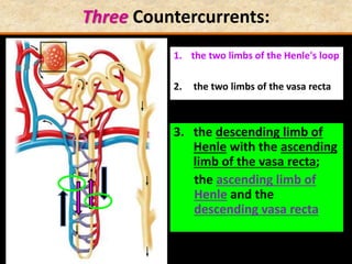 Three Countercurrents:
1. the two limbs of the Henle's loop
2. the two limbs of the vasa recta
3. the descending limb of
Henle with the ascending
limb of the vasa recta;
the ascending limb of
Henle and the
descending vasa recta
 