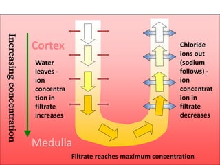 Cortex
Water
leaves -
ion
concentra
tion in
filtrate
increases
Filtrate reaches maximum concentration
Chloride
ions out
(sodium
follows) -
ion
concentrat
ion in
filtrate
decreases
Medulla
 