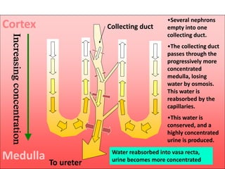 To ureter
Collecting duct
•Several nephrons
empty into one
collecting duct.
•The collecting duct
passes through the
progressively more
concentrated
medulla, losing
water by osmosis.
This water is
reabsorbed by the
capillaries.
•This water is
conserved, and a
highly concentrated
urine is produced.
Water reabsorbed into vasa recta,
urine becomes more concentrated
Cortex
Medulla
 