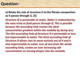 Question:
a) Relate the role of structure R to the filtrate composition
as it passes through Q. (5)
Structure Q is permeable to water. Water is reabsorbed by
the vasa recta as fluid passes through Q. This is possible
because the ascending limb creates the ideal
concentration gradient within the medulla by losing ions.
The thin ascending limb of Structure R is permeable to ions
but impermeable to water. The thick ascending limb of
Structure R allows ions to move actively out of it and is
also impermeable to water. Loss of ions from the whole
ascending limb, creates an ever increasing salt
concentration on moving deeper into the medulla.
 