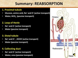 Summary: REABSORPTION
1. Proximal tubule
• Glucose, amino acid, Na+ and Cl- (active transport)
• Water, HCO3
- (passive transport)
2. Loop of Henle
• Na+ and Cl- (active transport)
• Water (passive transport)
3. Distal tubule
• Na+ and Cl- , HCO3- (active transport)
• Water (passive transport)
4. Collecting duct
• Na+ and Cl- (active transport)
• Water, urea (passive transport)
 
