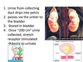 1. Urine from collecting
duct drips into pelvis
2. passes via the ureter to
the bladder
3. Stored in bladder
4. Once ~200 cm3 urine
collected, stretch
receptor stimulated
desire to urinate
 