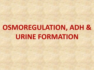 OSMOREGULATION, ADH &
URINE FORMATION
 