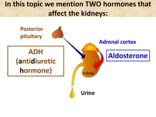 In this topic we mention TWO hormones that
affect the kidneys:
Urine
ADH
(antidiuretic
hormone)
Posterior
pituitary
Adrenal cortex
Aldosterone
 