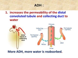ADH :
1. increases the permeability of the distal
convoluted tubule and collecting duct to
water
More ADH, more water is reabsorbed.
 