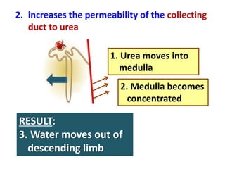 2. increases the permeability of the collecting
duct to urea
1. Urea moves into
medulla
2. Medulla becomes
concentrated
RESULT:
3. Water moves out of
descending limb
 
