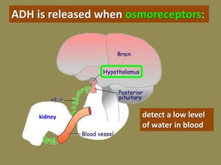 ADH is released when osmoreceptors:
detect a low level
of water in blood
kidney
 