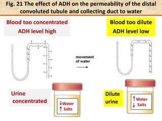 Water
Salts
Fig. 21 The effect of ADH on the permeability of the distal
convoluted tubule and collecting duct to water
Blood too concentrated
ADH level high
Blood too dilute
ADH level low
Dilute
urine
Urine
concentrated Water
Salts
 