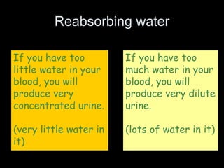 Reabsorbing water
If you have too
little water in your
blood, you will
produce very
concentrated urine.
(very little water in
it)
If you have too
much water in your
blood, you will
produce very dilute
urine.
(lots of water in it)
 