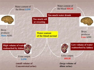 Water content
of the blood normal
Water content of
the blood HIGH
Water content of
the blood LOW
Too much water drunk
Too much salt
or sweating
Brain
produces
More ADH
Urine output
LOW
Brain
produces
Less ADH
Urine output
HIGH
High volume of water
reabsorbed by kidney
Low volume of water
reabsorbed by kidney
(small volume of
Concentrated urine)
(large volume of
dilute urine)
 