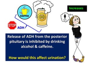 Release of ADH from the posterior
pituitary is inhibited by drinking
alcohol & caffeine.
How would this affect urination?
Increases
ADH
 