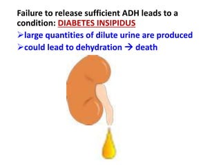 Failure to release sufficient ADH leads to a
condition: DIABETES INSIPIDUS
large quantities of dilute urine are produced
could lead to dehydration  death
 
