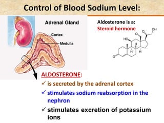 ALDOSTERONE:
 is secreted by the adrenal cortex
 stimulates sodium reabsorption in the
nephron
 stimulates excretion of potassium
ions
Control of Blood Sodium Level:
Aldosterone is a:
Steroid hormone
 