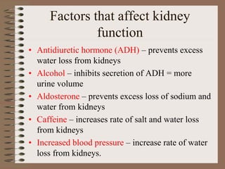 Factors that affect kidney
function
• Antidiuretic hormone (ADH) – prevents excess
water loss from kidneys
• Alcohol – inhibits secretion of ADH = more
urine volume
• Aldosterone – prevents excess loss of sodium and
water from kidneys
• Caffeine – increases rate of salt and water loss
from kidneys
• Increased blood pressure – increase rate of water
loss from kidneys.
 