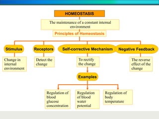Principles of Homeostasis
Stimulus Receptors Self-corrective Mechanism Negative Feedback
Change in
internal
environment
Detect the
change
Regulation of
blood
glucose
concentration
Examples
To rectify
the change
Regulation
of blood
water
potential
Regulation of
body
temperature
The reverse
effect of the
change
HOMEOSTASIS
The maintenance of a constant internal
environment
 