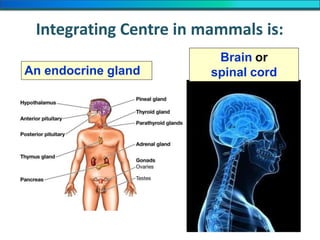 Integrating Centre in mammals is:
An endocrine gland
Brain or
spinal cord
 