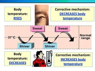 Body
temperature:
RISES
Corrective mechanism:
DECREASES body
temperature
Body
temperature:
DECREASES
Corrective mechanism:
INCREASES body
temperature
 