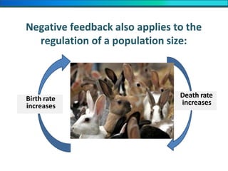 Negative feedback also applies to the
regulation of a population size:
Death rate
increasesBirth rate
increases
 