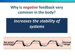 Why is negative feedback very
common in the body?
increases the stability of
systems
 