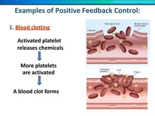 Examples of Positive Feedback Control:
1. Blood clotting
Activated platelet
releases chemicals
More platelets
are activated
A blood clot forms
 