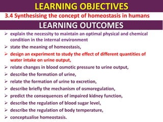 LEARNING OBJECTIVES
3.4 Synthesising the concept of homeostasis in humans
LEARNING OUTCOMES
 explain the necessity to maintain an optimal physical and chemical
condition in the internal environment
 state the meaning of homeostasis,
 design an experiment to study the effect of different quantities of
water intake on urine output,
 relate changes in blood osmotic pressure to urine output,
 describe the formation of urine,
 relate the formation of urine to excretion,
 describe briefly the mechanism of osmoregulation,
 predict the consequences of impaired kidney function,
 describe the regulation of blood sugar level,
 describe the regulation of body temperature,
 conceptualise homeostasis.
 