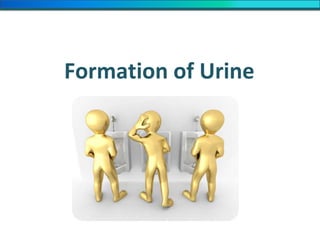 Formation of Urine
 