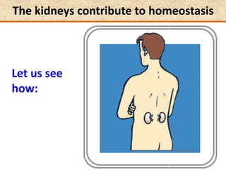 The kidneys contribute to homeostasis
Let us see
how:
 