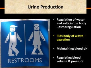 Urine Production
• Regulation of water
and salts in the body
- osmoregulation
• Rids body of waste –
excretion
• Maintaining blood pH
• Regulating blood
volume & pressure
 
