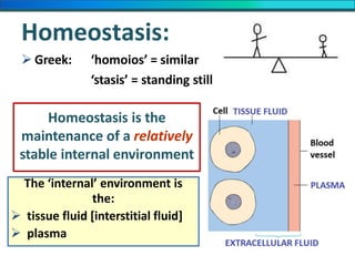 Homeostasis:
 Greek: ‘homoios’ = similar
‘stasis’ = standing still
Homeostasis is the
maintenance of a relatively
stable internal environment
The ‘internal’ environment is
the:
 tissue fluid [interstitial fluid]
 plasma
 