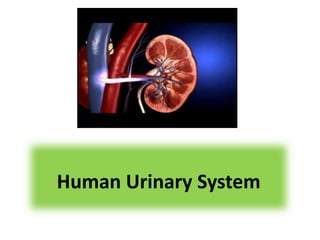 Human Urinary System
 