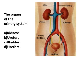 The organs
of the
urinary system:
a)Kidneys
b)Ureters
c)Bladder
d)Urethra
 