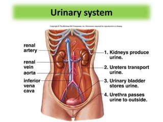Urinary system
 