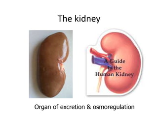 The kidney
Organ of excretion & osmoregulation
 