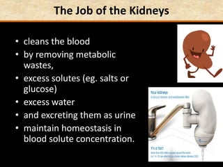 The Job of the Kidneys
• cleans the blood
• by removing metabolic
wastes,
• excess solutes (eg. salts or
glucose)
• excess water
• and excreting them as urine
• maintain homeostasis in
blood solute concentration.
 