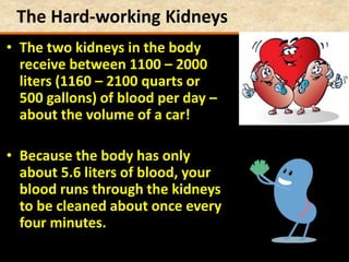 The Hard-working Kidneys
• The two kidneys in the body
receive between 1100 – 2000
liters (1160 – 2100 quarts or
500 gallons) of blood per day –
about the volume of a car!
• Because the body has only
about 5.6 liters of blood, your
blood runs through the kidneys
to be cleaned about once every
four minutes.
 