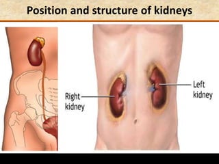 Position and structure of kidneys
 
