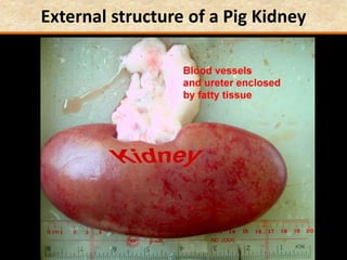 External structure of a Pig Kidney
 