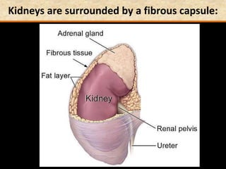 Kidneys are surrounded by a fibrous capsule:
 