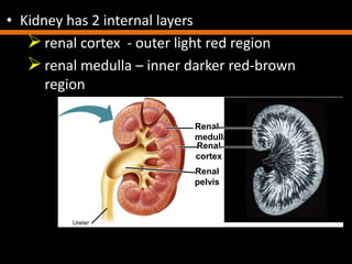 (b) Kidney structure
Ureter
Section of kidney from a rat
Renal
medulla
Renal
cortex
Renal
pelvis
Figure 44.13b
• Kidney has 2 internal layers
renal cortex - outer light red region
renal medulla – inner darker red-brown
region
 