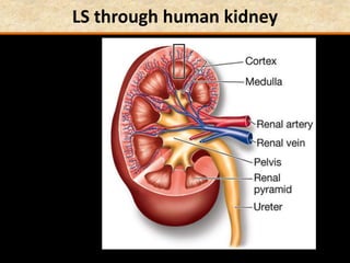 LS through human kidney
 