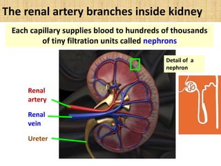 The renal artery branches inside kidney
Renal
artery
Ureter
Renal
vein
Each capillary supplies blood to hundreds of thousands
of tiny filtration units called nephrons
Detail of a
nephron
 
