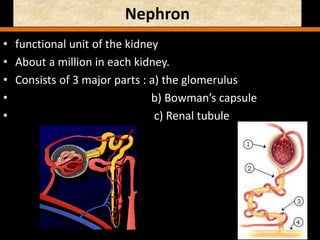 Nephron
• functional unit of the kidney
• About a million in each kidney.
• Consists of 3 major parts : a) the glomerulus
• b) Bowman’s capsule
• c) Renal tubule
 