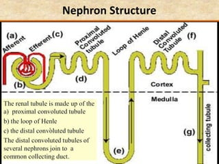 Nephron Structure
 