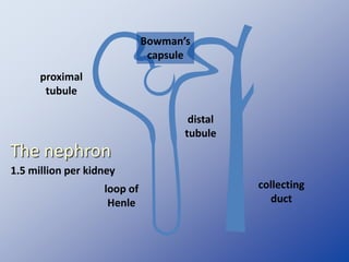 The nephron
1.5 million per kidney
collecting
duct
Bowman’s
capsule
distal
tubule
loop of
Henle
proximal
tubule
 